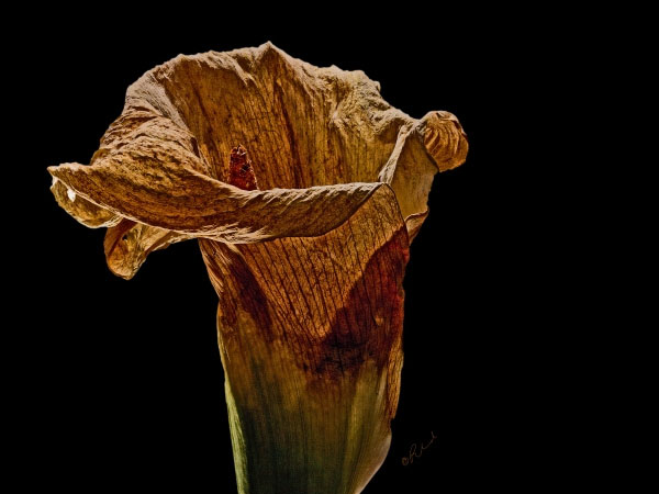 Calla Decay No 1  